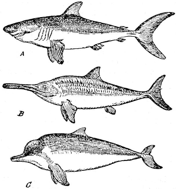 Convergence Analysis